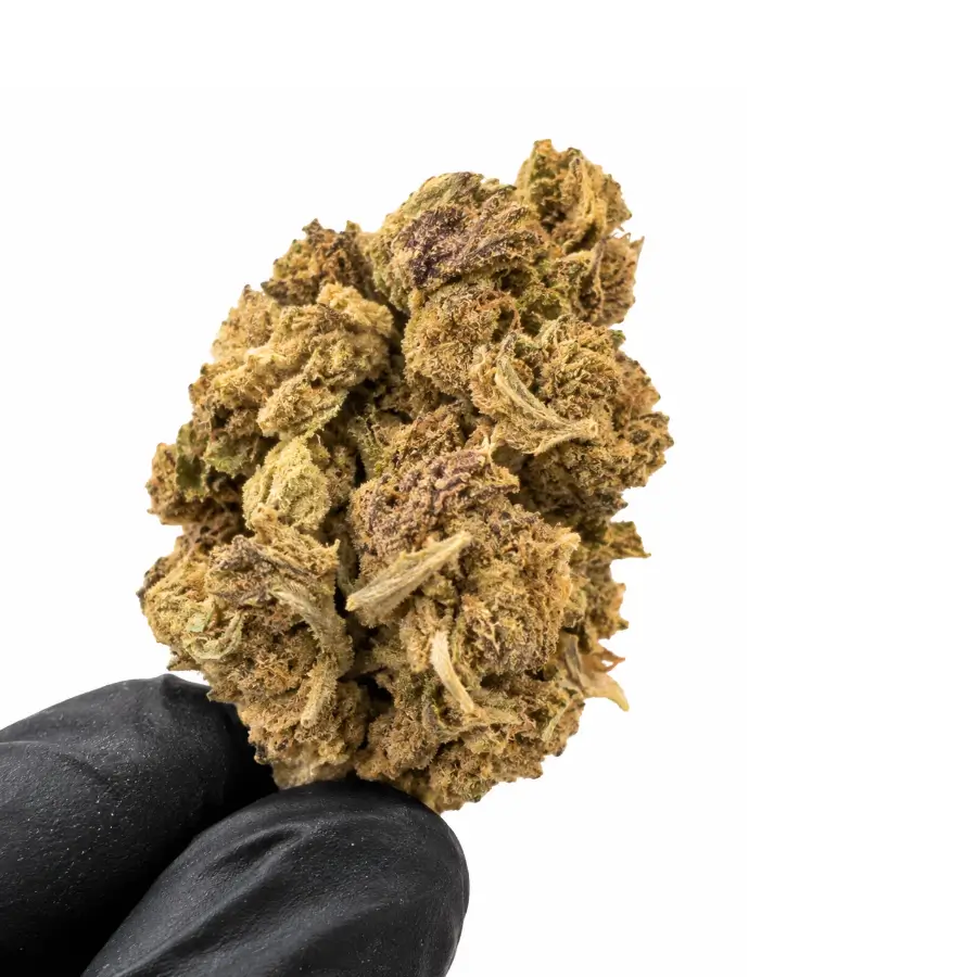 OG Kush CBD photo présentation